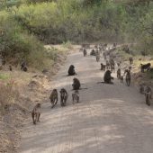  Lake Manyara, TZ